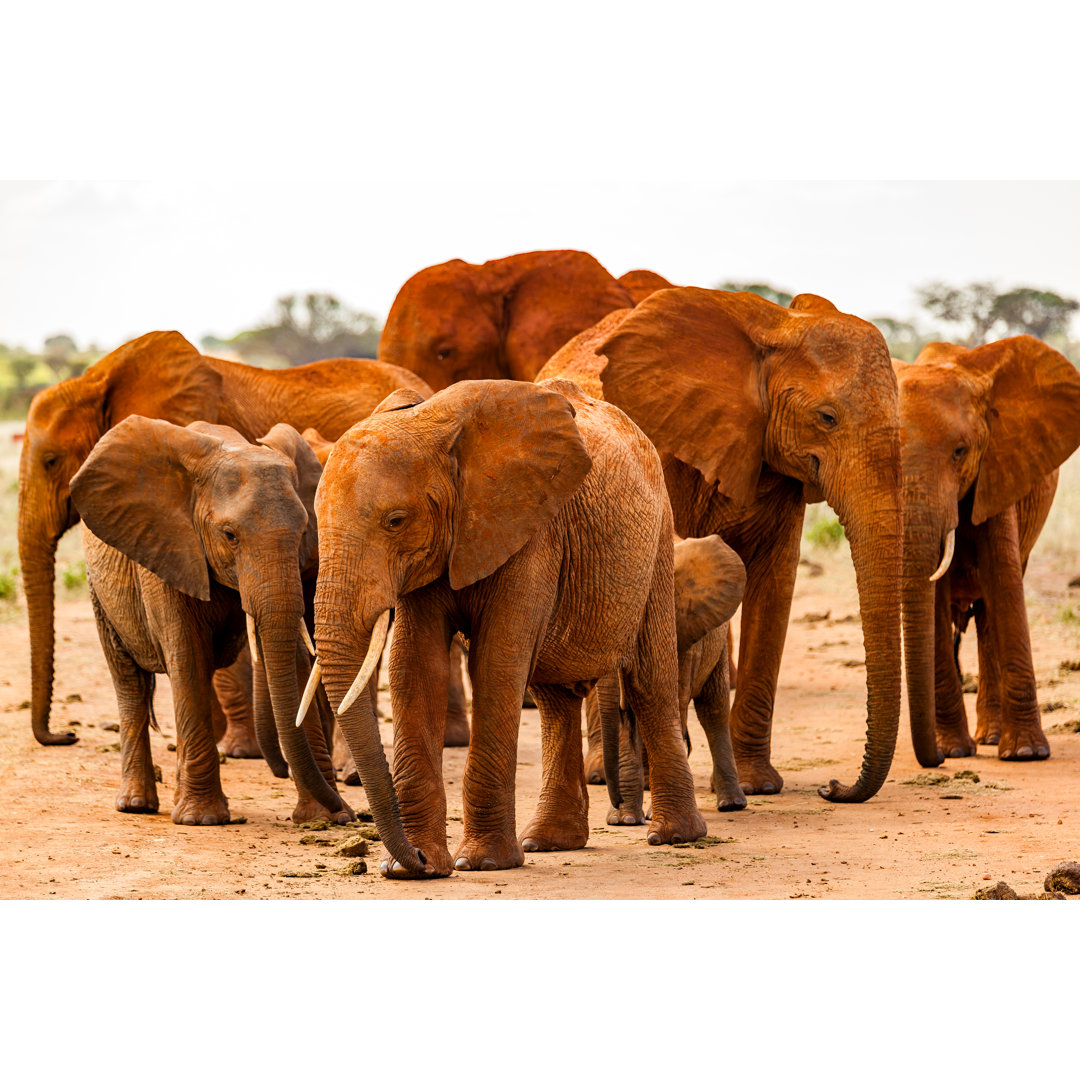 Tsavo Ostafrikanische Rote Elefanten von 1001slide - Kunstdrucke ohne Rahmen auf Leinwand