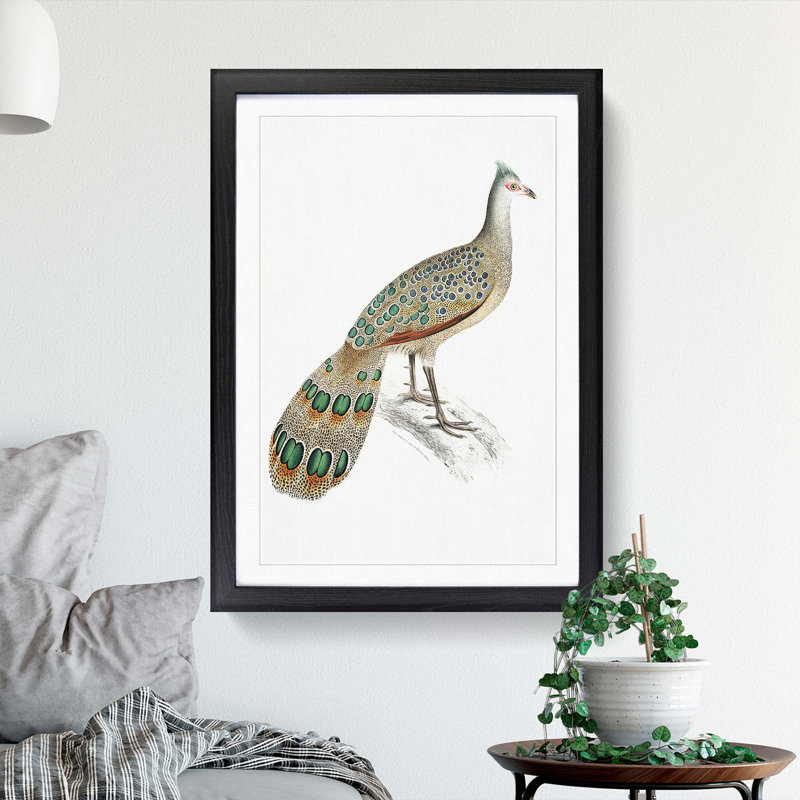 Peacock-Pheasant by John Edward Gray - Picture Frame Painting Print, Black Framed, 36cm H x 27cm W x 2cm D