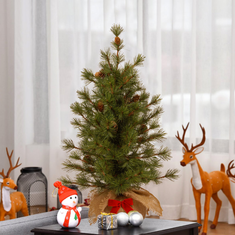 3 ft. Bristle Cone Pine Tree