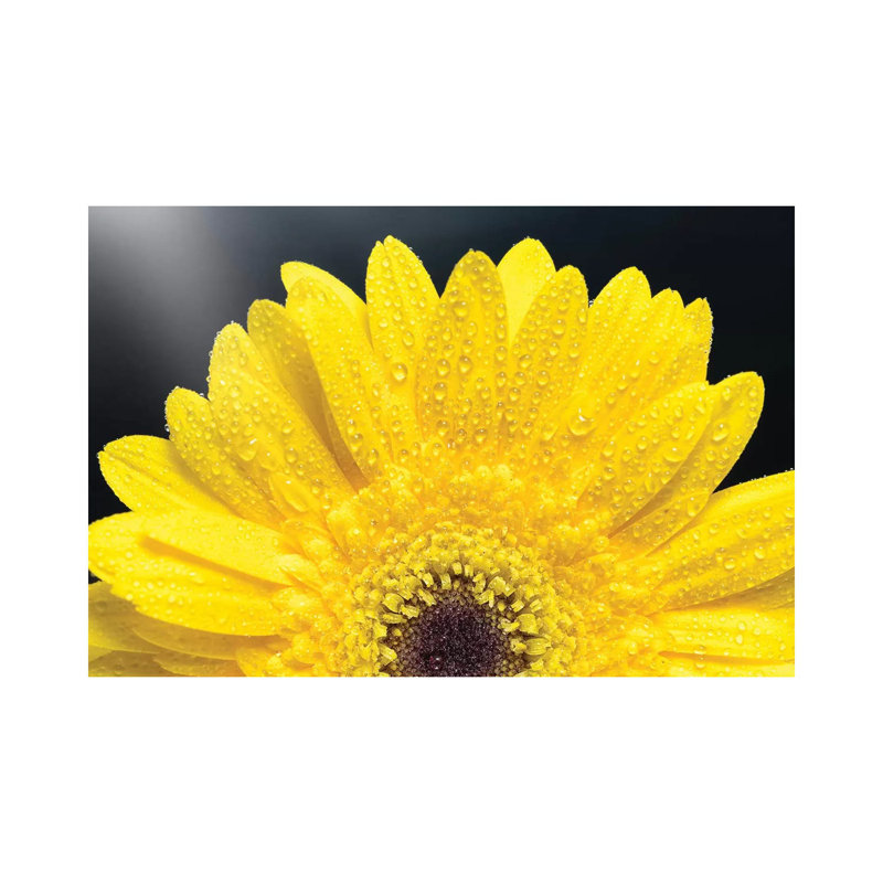 Yellow Gerber Daisy - Wrapped Canvas Print, 66.04 cm H x 45.72 cm W