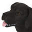 Banc pour chien, banc d'extérieur, noir mat + noir, aucun assemblage requis-645046462