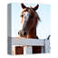 Curious Horse sur toile-134608771