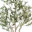 Olive andalou, 83 po