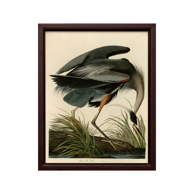 John James Audubon - Grand héron bleu, 08"H x 10"W, Canvas, Brown Framed
