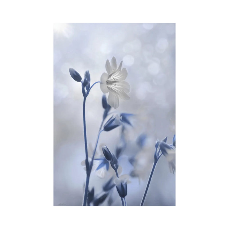 Blue And White Flowers II by Lori Deiter - Wrapped Canvas Painting, 20.32 cm H x 30.48 cm W
