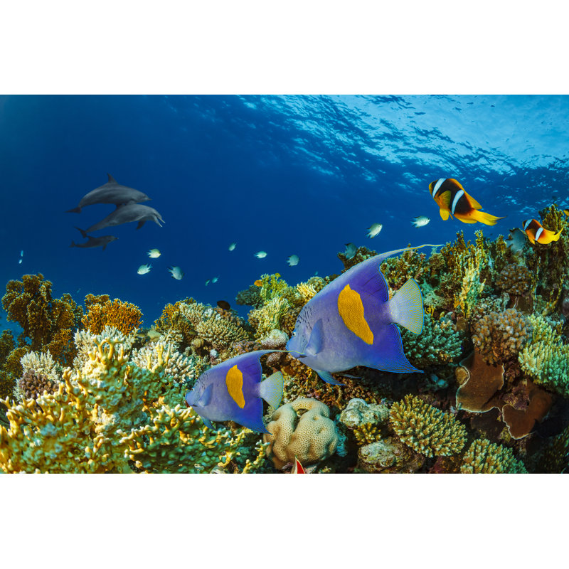 Dolphin Sea life underwater 846258750, 51cm H x 76cm W