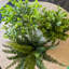 Peignes plantes d'eucalyptus artificiels en pot
