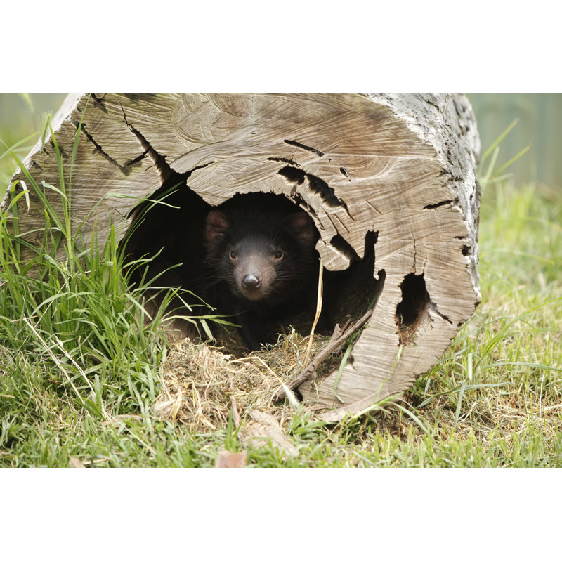 Tassie Devil by CraigRJD - Print, 81cm H x 122cm W