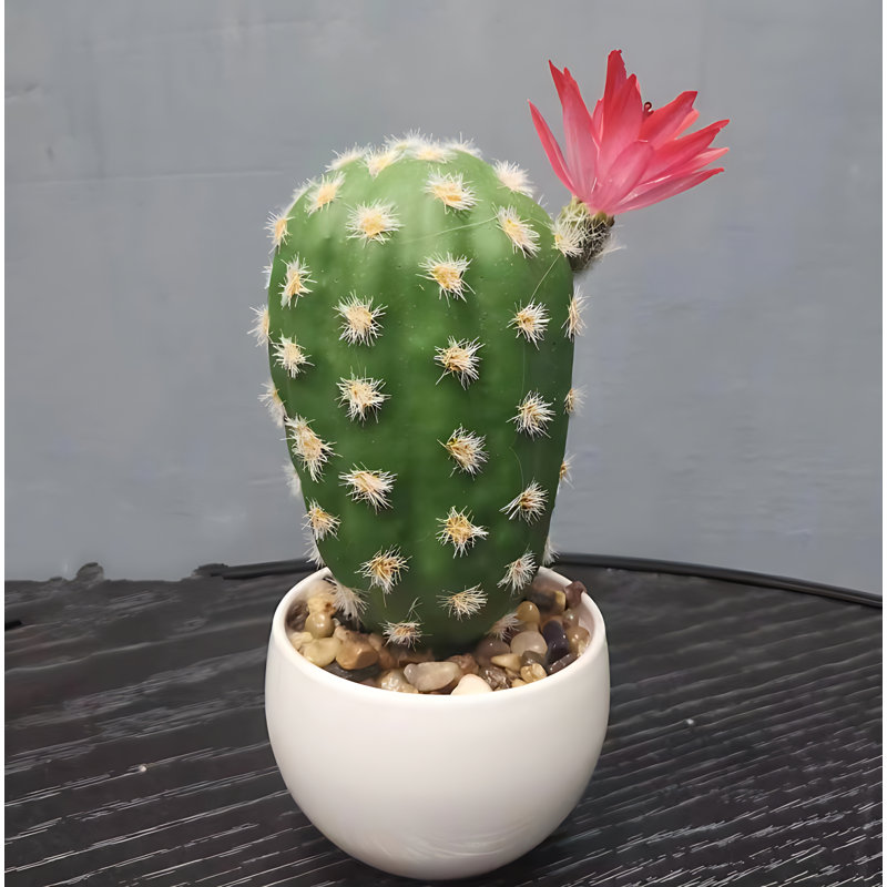 Cactus de 7,87 po