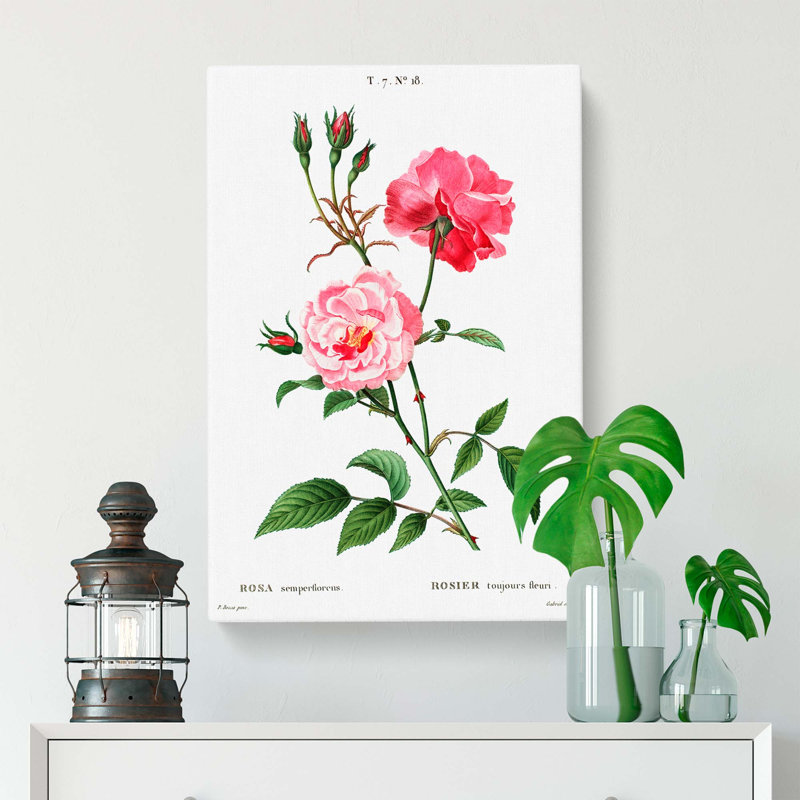 Ever-Blowing Pink Roses by Pierre-Joseph Redoute - Wrapped Canvas, 76cm H x 50cm W x 3cm D
