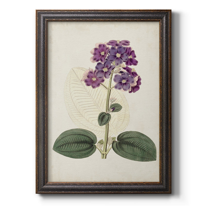 Toile encadrée de qualité supérieure Antique Botanical Collection V - prête à être accrochée, H 20 po x l 16 po x P 1 po