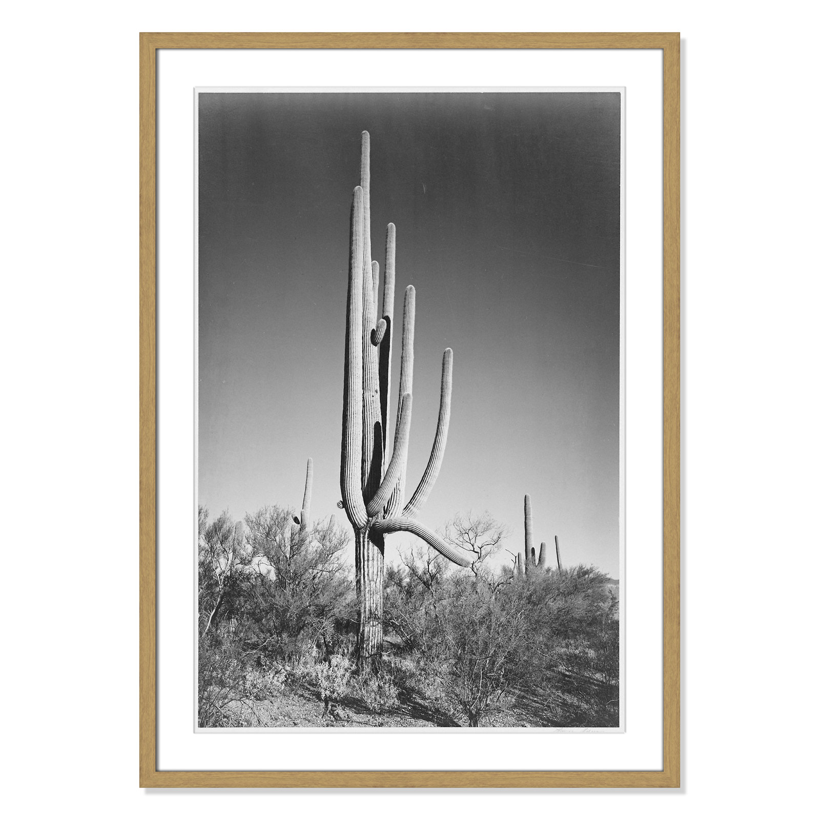 Saguaro National Monument Print by Ansel Adams, 35.5" H x 25.5" W x 0.75" D, Natural