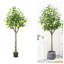 Anayeli Tree-689475009