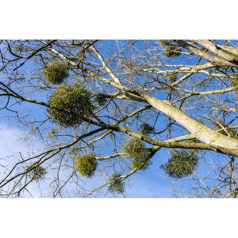 Mistletoe Growing On A Tree by Thomas Faull - No Frame Print on Canvas, 61cm H x 91cm W