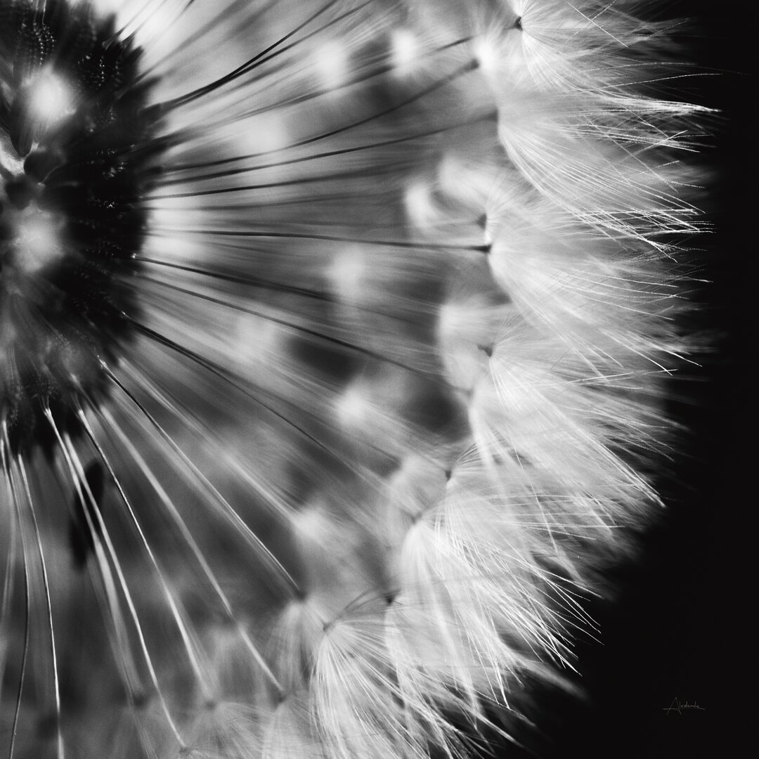 Leinwandbild Dandelion on Black III von Aledanda