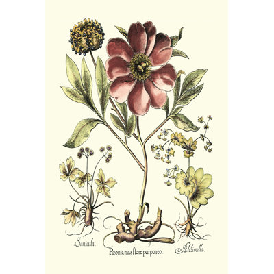 Framboise Floral I by Basilius Besler - Wrapped Canvas Print