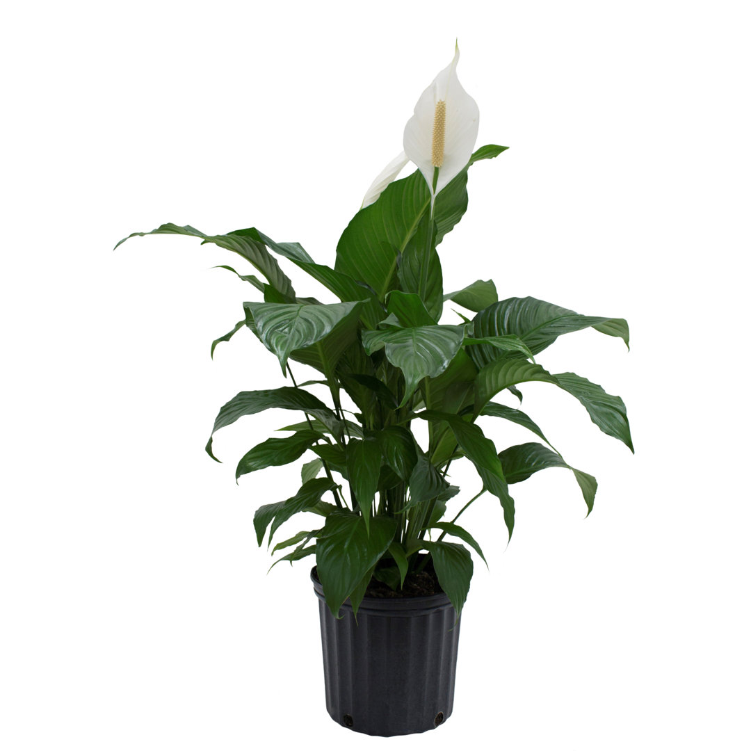 Costa Farms Indoor Peace Lily Spathiphyllum House Plant in 10-inch Nursery Pot Costa Farms