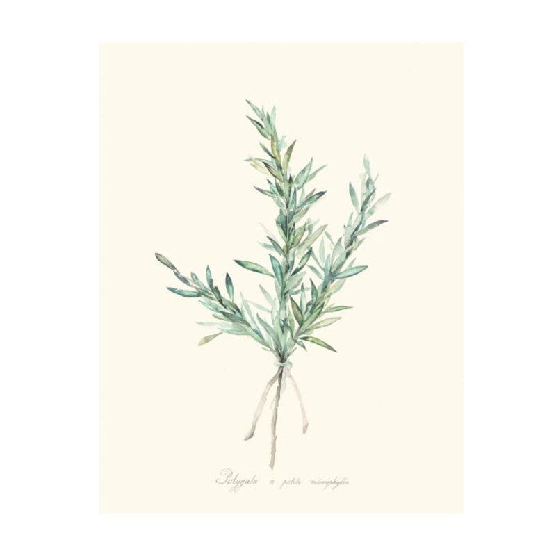 Herb Garden II Print by Sara Brown, 31" H x 24" W x 1.5" D, Outdoor