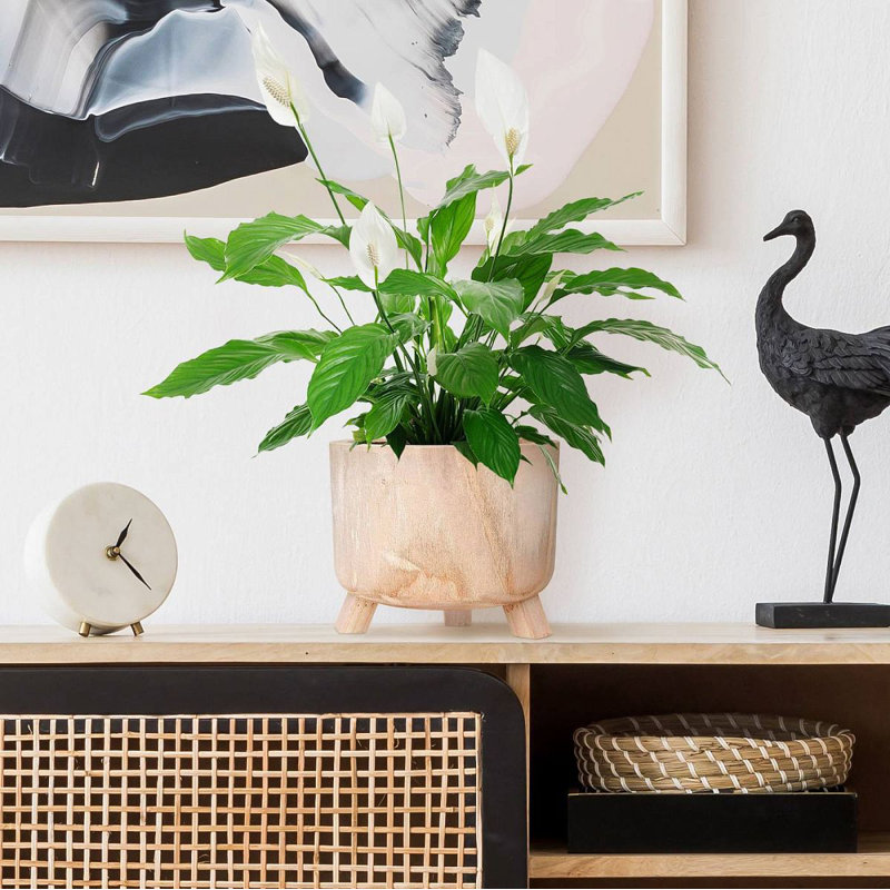 Wood Pot Planter, 19cm H x 24cm W x 24cm D