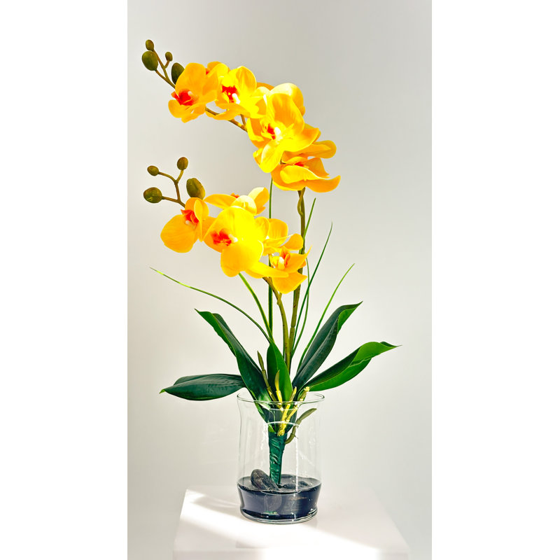 Double orchidée phalaenopsis, arrangement floral, Jaune