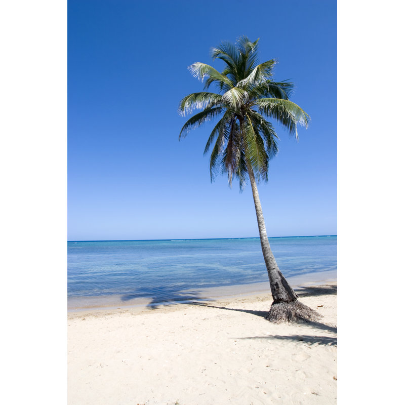 Beach Palm by Dstephens - Wrapped Canvas Print