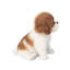Brown King Charles Decorative Puppy Figurine for Home & Garden Décor, Handpainted Polyresin Dog Statue, Realistic Design | Gift for Dog Lovers | Weather-Resistant Indoor/Outdoor Decor