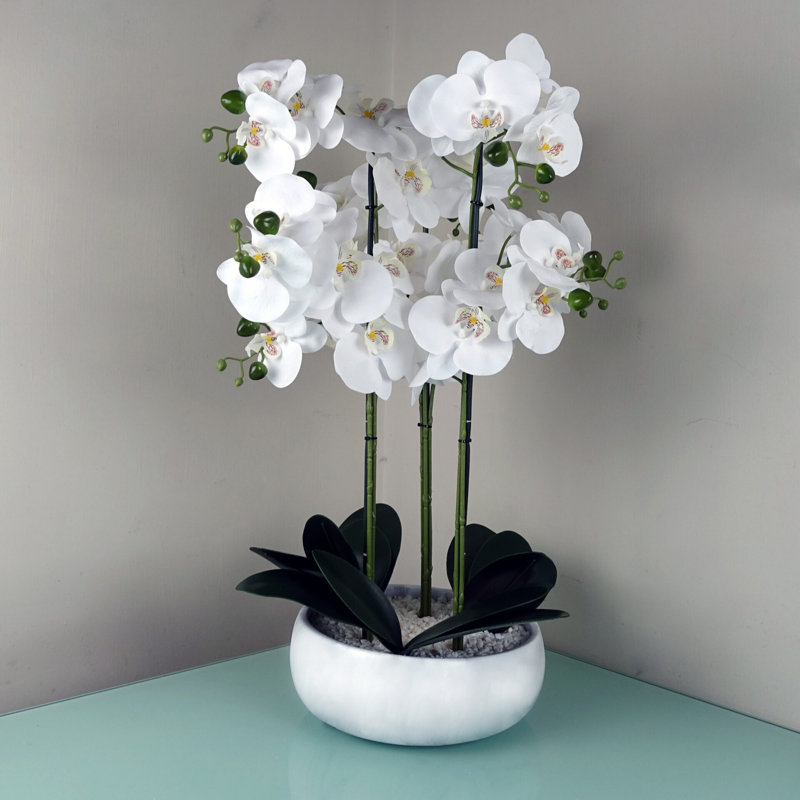 Anneus 60cm Plant