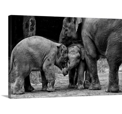 1x Ernest Rex - Wrapped Canvas Photograph