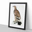 White-Banded Eagle by John Edward Gray - Framed Print-55768562-55768563