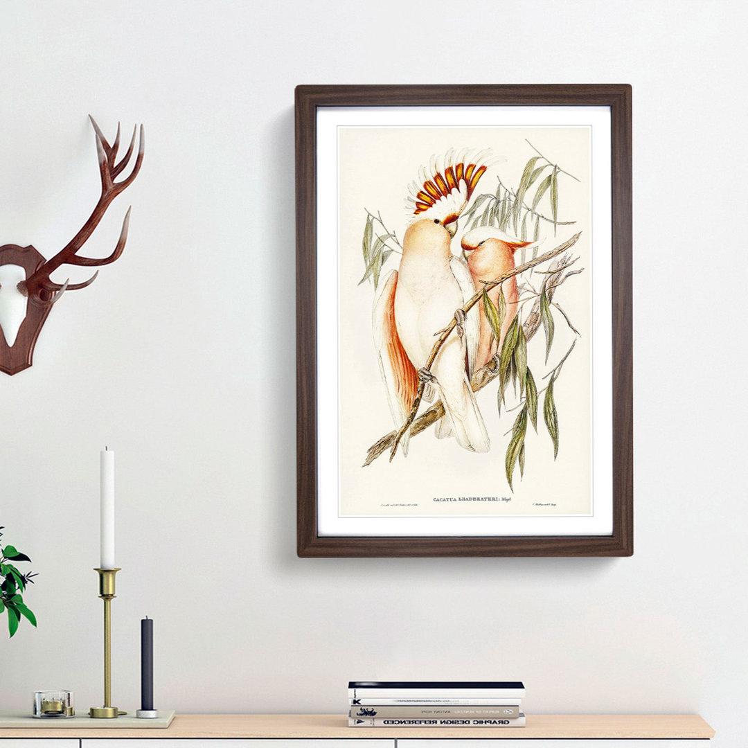 Leadbeater's Cockatoos by Elizabeth Gould - Picture Frame Painting Print