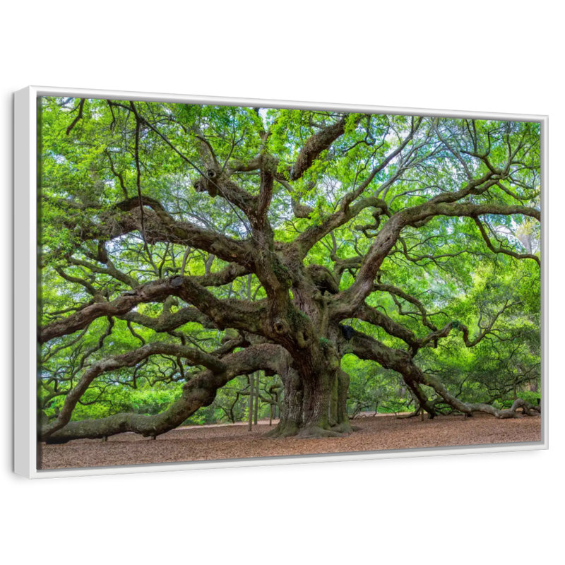 Old Oak Tree, Floating Frame White, 13" X 9"