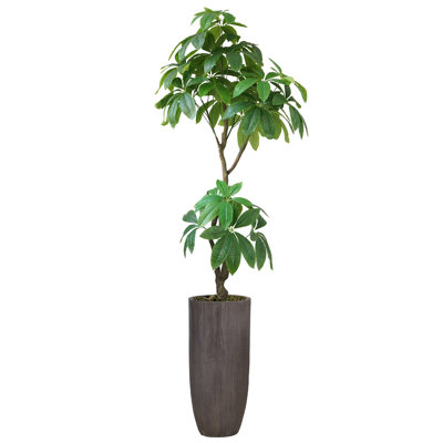 Pachira aquatica artificiel Panama en pot
