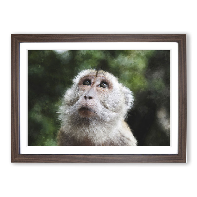 Macaque Monkey - Framed Print, 48cm H x 65cm W x 2cm D, Walnut Framed