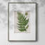 Greenhouse Fern II, reproduction encadrée - bois massif 51006-1735149915