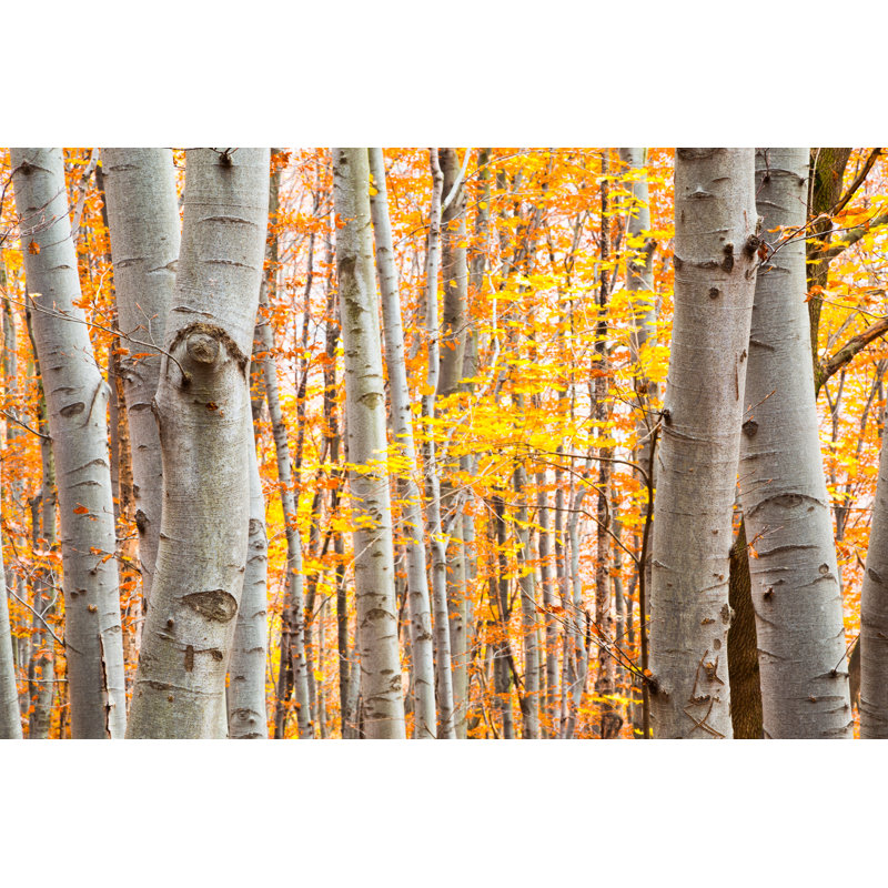 Birch Forest par Simeondonov - Photographie sur toile tendue, H 24 po x l 36 po