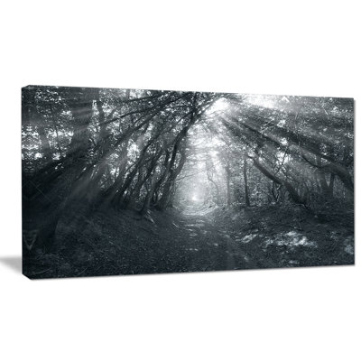 " Sun Rays Through Gray Trees "