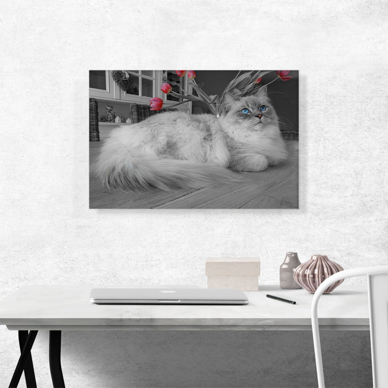Ragdoll Blue Eyes - Reproduction de photo sur toile tendue, H 18 po x l 26 po x P 0,75 po