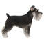 Standing Miniature Schnauzer