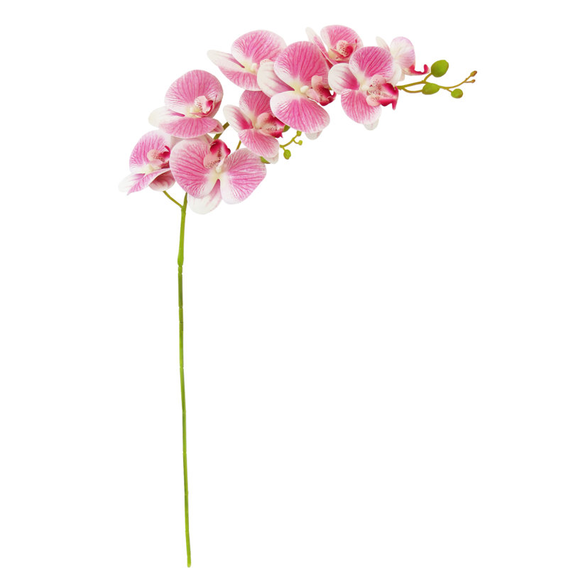 Orchid Arrangement, Cream Pink