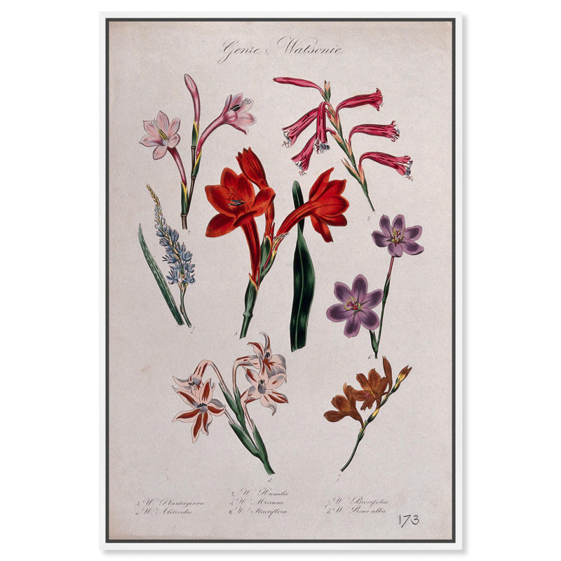 Art Remedy, impressions sur toile, sept plantes, H 25 po x l 17 po, Cadre flottant blanc