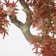 61" Artificial Maple Tree in Planter