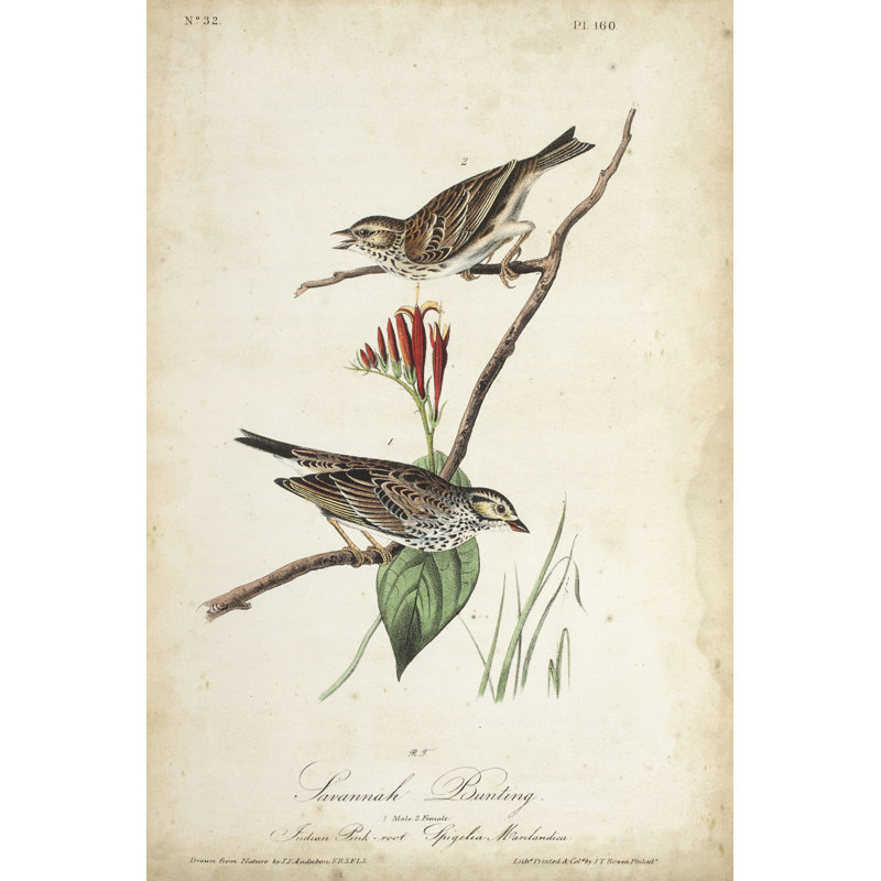 Delicate Bird and Botanical III by John Audubon - Painting, 76 cm H x 51 cm W, Wrapped Canvas