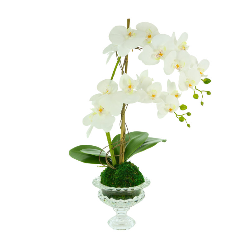 Orchids Floral Arrangements and Centerpieces in Vase