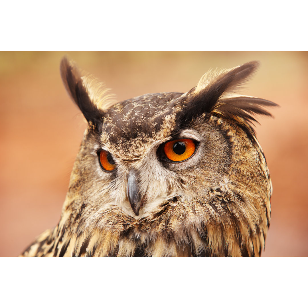 Uhu Bubo Vogel von ChuckSchugPhotography - Kunstdrucke ohne Rahmen auf Leinwand