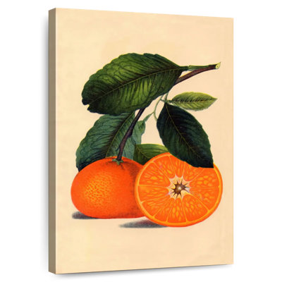 Yarlin Satsuma Orange 1887