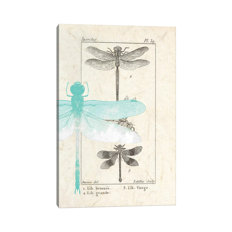 Field Guide I by Kimberly Allen - Print on Canvas, Wrapped Canvas, 66.04cm H x 45.72cm W x 1.91cm D