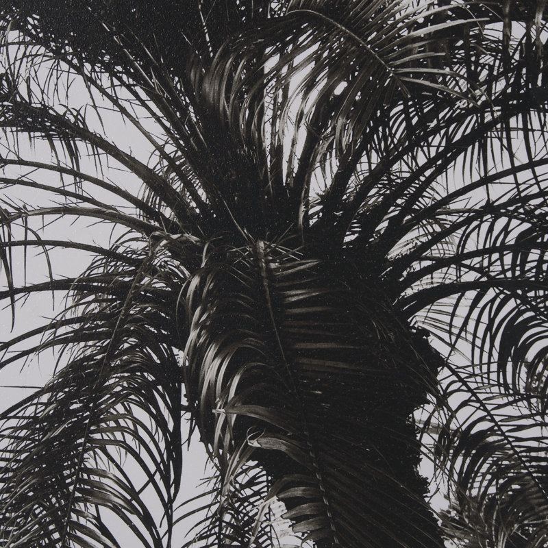 Palmier sépia par Debra Van Swearingen, reproduction d'art encadrée à la main mat sous verre, Palm Tree Sepia I