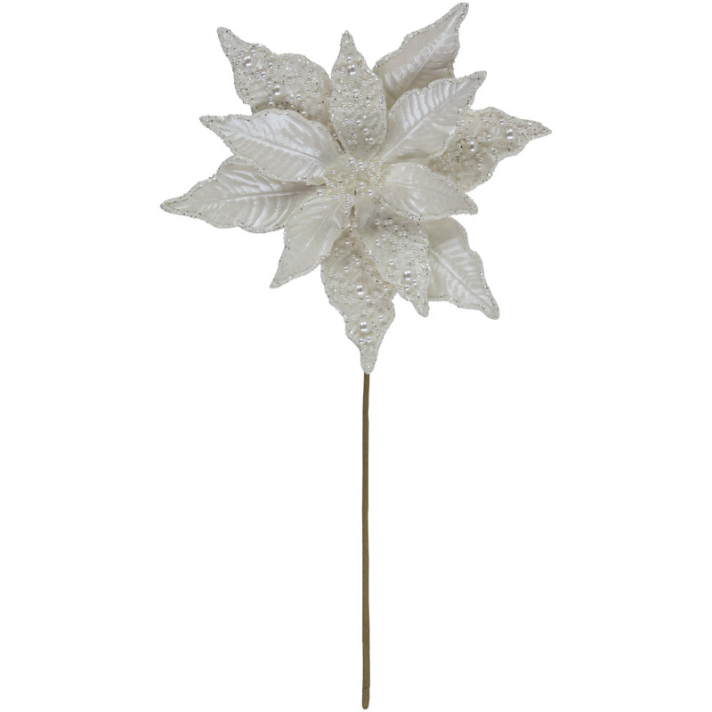 Buissons de poinsettias