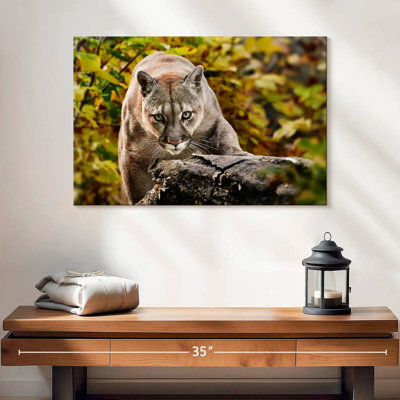 Brampt Hunting Cougar
