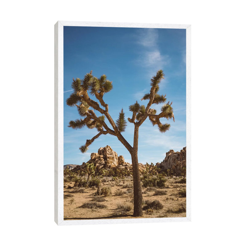 Joshua Tree National Park II by Bethany Young - Print on Canvas, White Framed, 101.6cm H x 66.04cm W x 3.81cm D